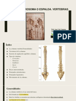 Tema 5 Retrosoma o Espalda J Vertebras PDF