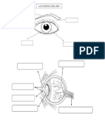 Partes Del Ojo Humano