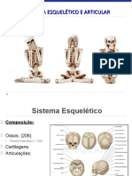 Aula Sistema Esquelético Fasipe