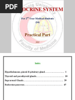 Endocrine System: Practical Part