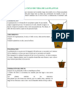 Ficha Ciencias - Ciclo de Vida de Las Plantas