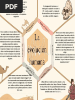 La Evolución Humana: Raíz Evo Lutiv A