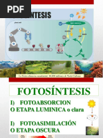 Clases Fotosintesis