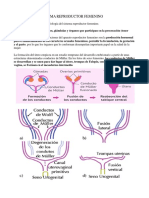 Clase para Bachiller en Medicina Clases 2 Sistema Reproductor Femenino