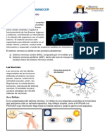 Sistema Nervioso