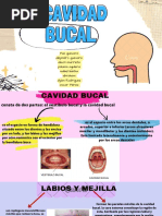 Cavidad Bucal