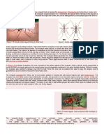 Aedes Aegypti