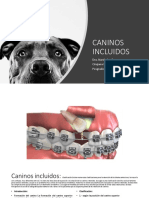 Caninos Incluidos