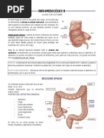 INFRAMESOCÓLICO II A