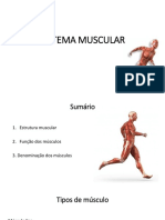 Aula 4 - Sistema Muscular