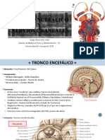 Tronco Encefálico Y Nervios Craneales
