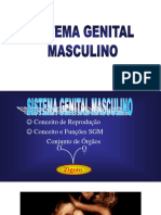 9 - Aula - IX - Genital Masculino