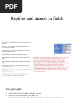 Reptiles and Insects