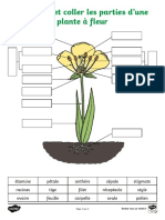 Schema A Completer Sur Les Parties Dune Plante A Fleur