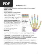 Clase 6 MUÑECA Y MANO