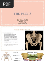 The Pelvis: By: Raja Basil ADEEL (Ug Code:2103110)