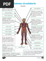 El Sistema Circulatorio Respuestas