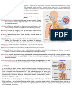 El Sistema Respiratorio Texto