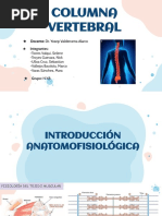 Columna Vertebral