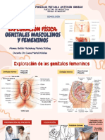 Exploración Física:: Genitales Masculinos Y Femeninos