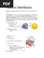 Nucleo Interfasico