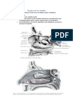 Anatomia Órganos de Los Sentidos