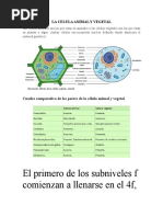 Celula Vegetal y Celula Animal