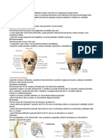 Sistemul Osos Este Alcatuit Din Totalitatea Oaselor Care Intra in Componenta Organismului