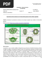 Estomas - Laboratorio 