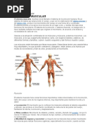 Sistema Muscular B3