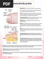 Estructura de La Uña y Sus Partes