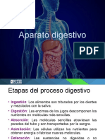 Base Teórica Aparato Digestivo