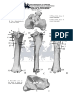 Anatomia I - Aula Prã Tica 5