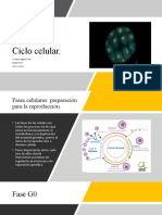 Ciclo Celular.: Dr. Ricardo Delgadillo Valles. Biología Celular. 2022-2 Nutrición