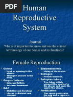 Human Reproductive System