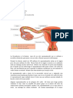 Desarrollo Fetal