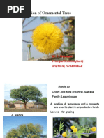 Identification of Ornamental Trees: Dr. P. Prashanth Principal Scientist (Hort.) Skltshu, Hyderabad