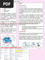 Hipófisis: Hipotálamo: Semana 6 y 7: Tuberalis e Intermedia (Esta Última No Tiene Mucha Importancia)