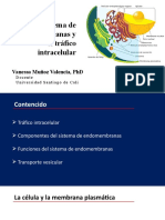 Clase 6 - Bases Del Transporte Intracelular