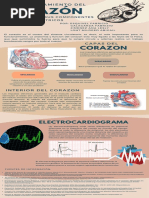 Infografia Funcionamiento Del Corazon