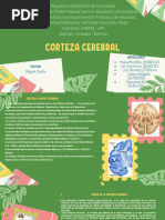 TEMA 18.corteza Cerebral