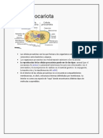 Célula Procariota: Mitosis ADN