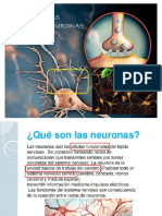 Las Neuronas y Los Neurotransmisores