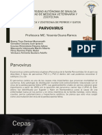 Parvovirus PYG-1 PDF