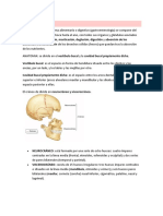 Anato, Histo, Fisio Boca PDF