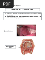 Informe - Sistema Digestivo (EN CORRECIÓN) PDF