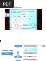 4 1 Macerado PDF