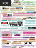 Resumen - Micetoma PDF