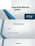 Nervous System Till Classification