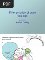 Differentiation of Brain Vesicles Diencephalon PDF